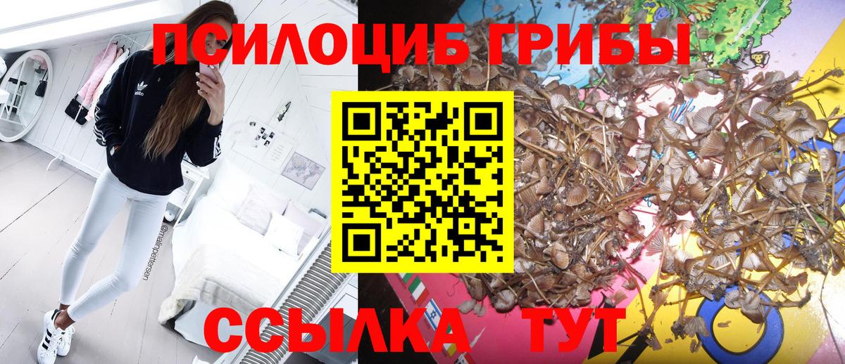 цены наркотик  Вход с VPN  Махачкала  Псилоцибиновые грибы GOLDEN TEACHER 